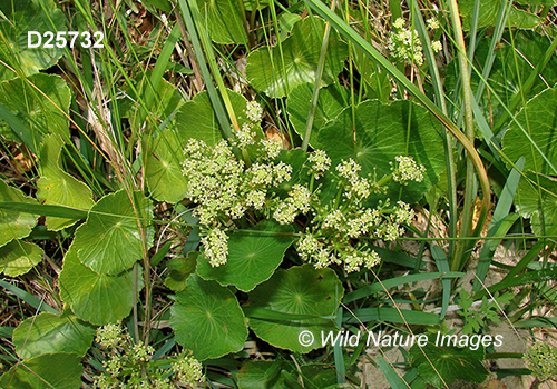 Hydrocotyle bonariensis